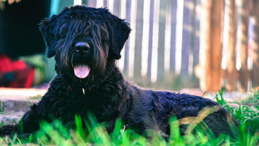 Second chance hot sale bouvier rescue